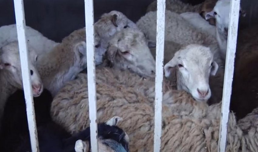 Qurbanlıq qoyunların qiyməti neçəyədir? 