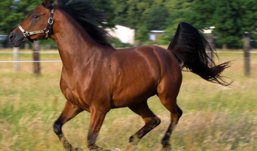 Azerbaijan to start sale of Karabakh horses