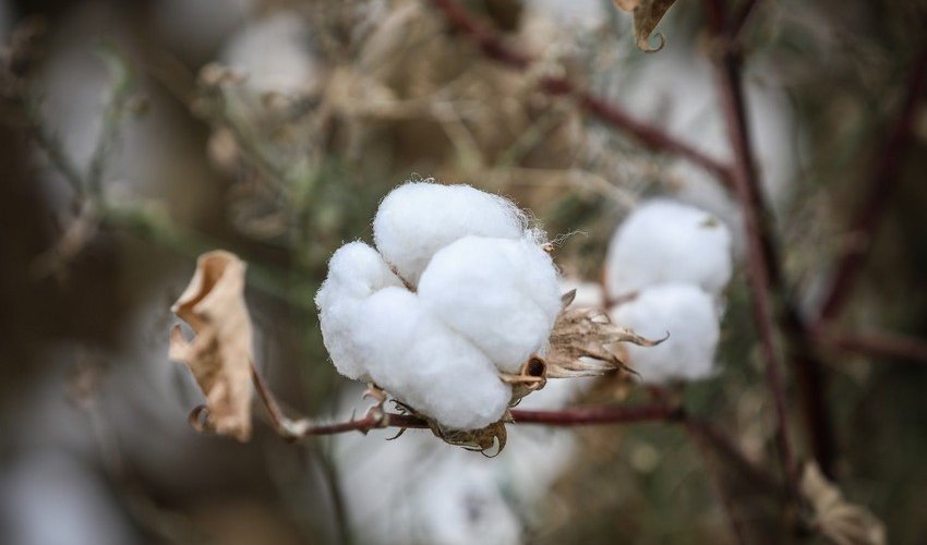 Purchase prices for cotton rise again in Azerbaijan