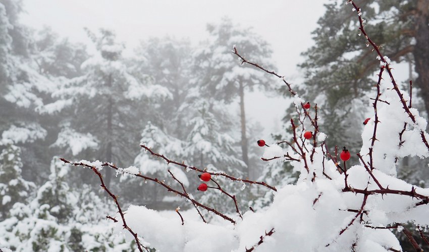 Rain, hail forecasted in some districts tomorrow