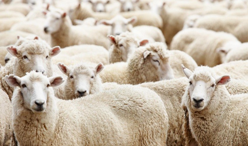 Qurbanlıq heyvanların satış və kəsim yerləri açıqlanıb - SİYAHI Qurbanlıq heyvanların satış və kəsim yerləri açıqlanıb - SİYAHI