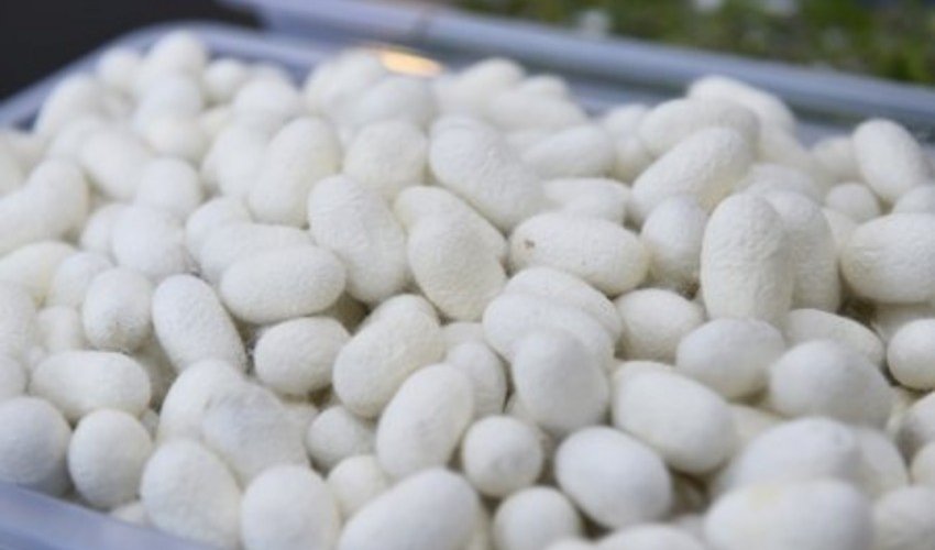 Azerbaijan starts selling cocoons to another country