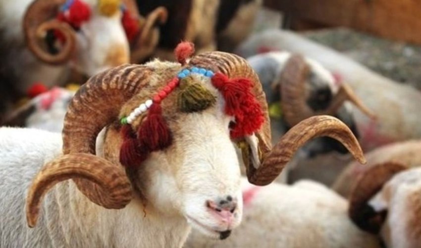 Qurban Bayramı qabağı 42 heyvan satışı məntəqəsi - LƏĞV EDİLİB Qurban Bayramı qabağı 42 heyvan satışı məntəqəsi - LƏĞV EDİLİB