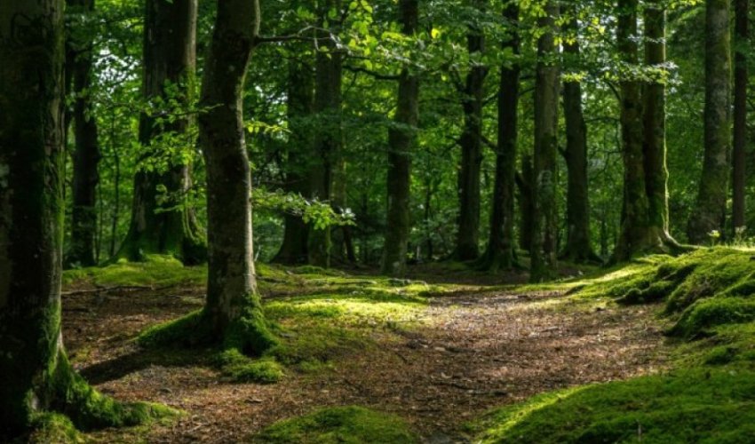 Cəbrayıl və Zəngilanda 100 hektar meşə-parkı salınacaq Cəbrayıl və Zəngilanda 100 hektar meşə-parkı salınacaq