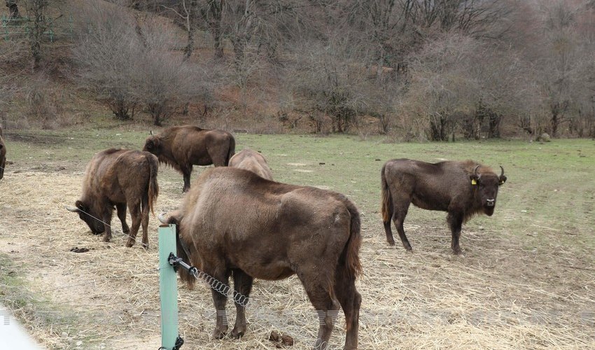 Another 10 bison brought to Azerbaijan