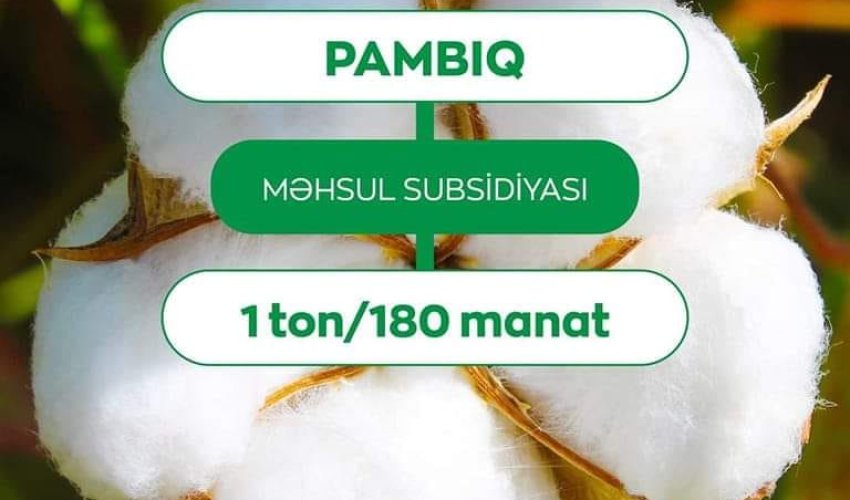 Gələn il pambığın məhsul subsidiyası bu qədər artacaq