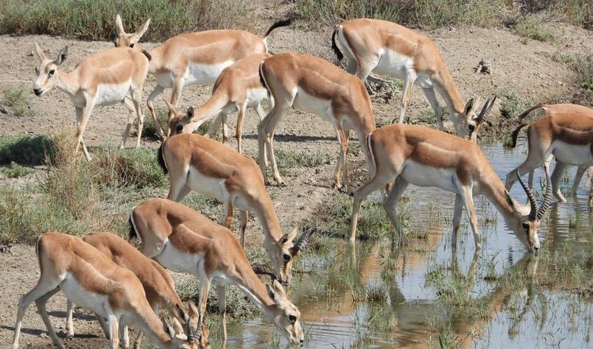 33 gazelles released into Azerbaijan's liberated territories