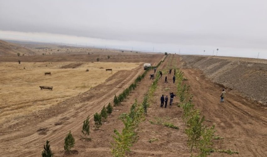 Bu gün 3200 ağac əkilib