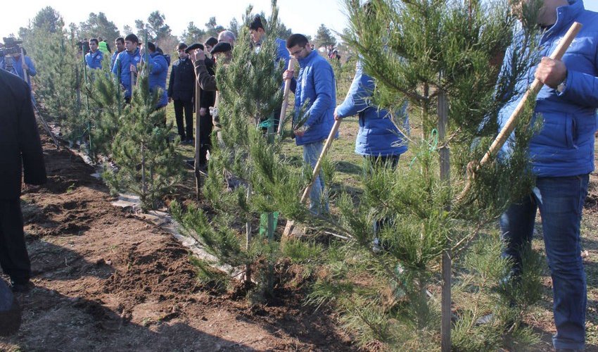 В честь 100-летия со дня рождения общенационального лидера Азербайджана будут высажены три млн деревьев В честь 100-летия со дня рождения общенационального лидера Азербайджана будут высажены три млн деревьев