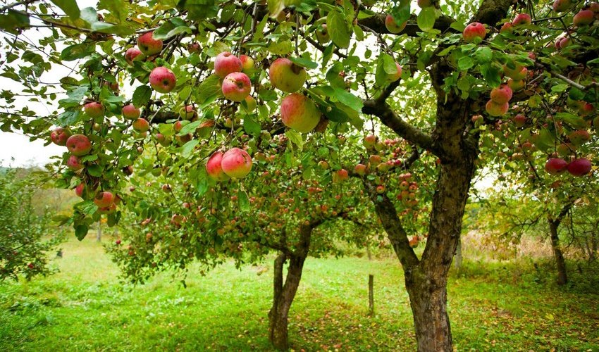 İsrail Azərbaycanda meyvə bağları yaradır İsrail Azərbaycanda meyvə bağları yaradır