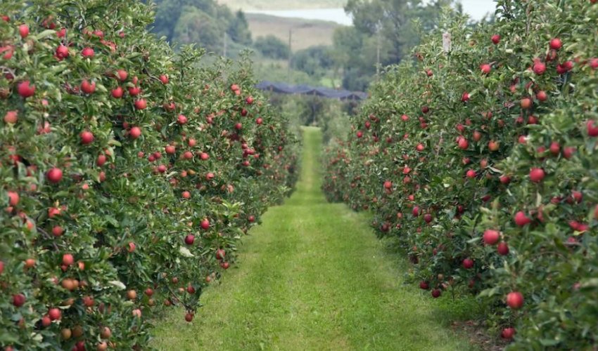 Azərbaycanda yeni meyvə bağları salınacaq, 109 nəfər işlə təmin ediləcək