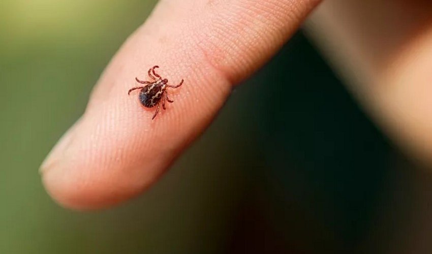 Climate change helping new deadly virus to spread across Europe Climate change helping new deadly virus to spread across Europe