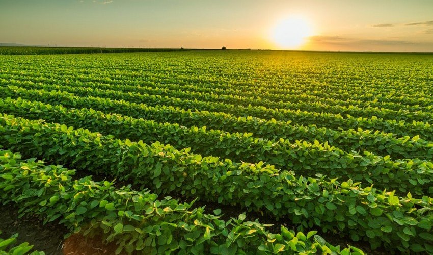 Azerbaijan reduces agricultural expenses by 8%