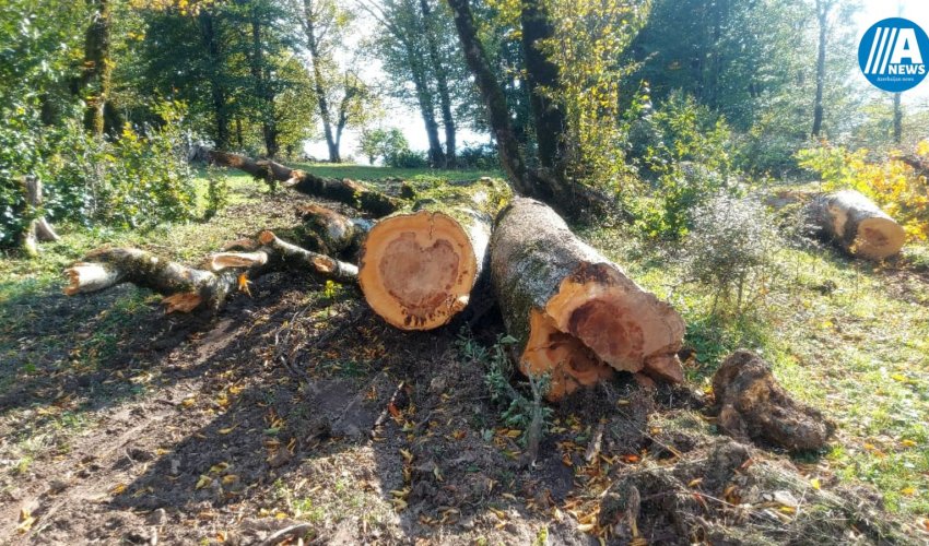 Lerikdə meşədəki ağaclar kəsilib təşkilatlara satılır? - Şikayət - FOTOLAR/VİDEO