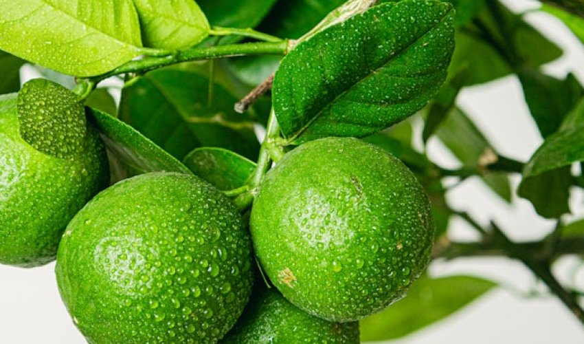 Çaya xoş ətir verən nədir? – MARAQLI ARAŞDIRMA Çaya xoş ətir verən nədir? – MARAQLI ARAŞDIRMA