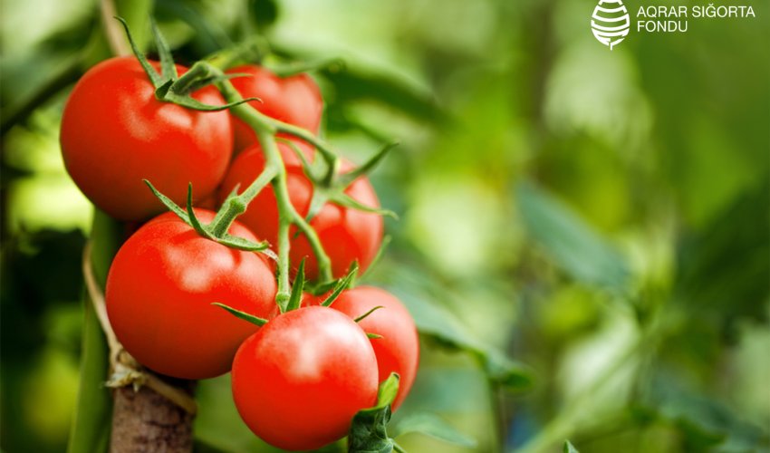 Pomidorların sığorta sezonu başlayıb