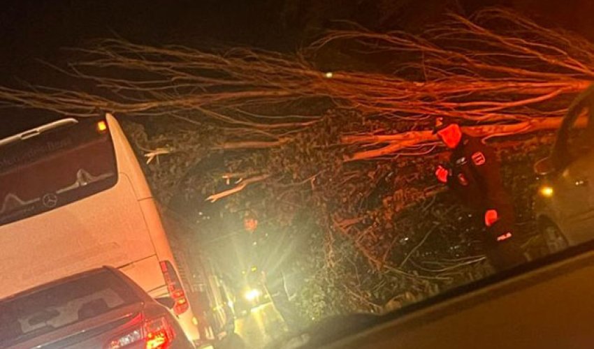 Güclü külək Bakıda ağacları aşırıb Güclü külək Bakıda ağacları aşırıb