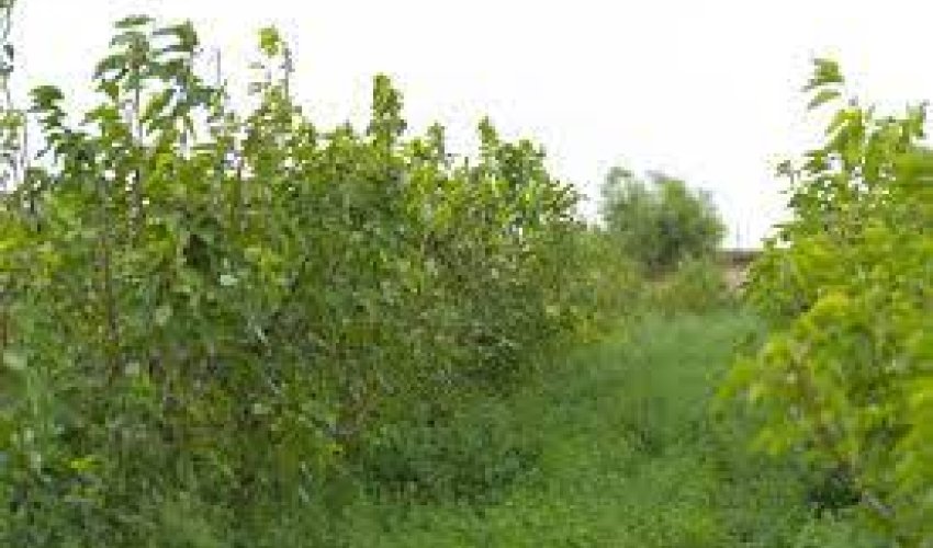 Bu günədək tədarük məntəqələrinə 190 tondan çox yaş barama təhvil verilib