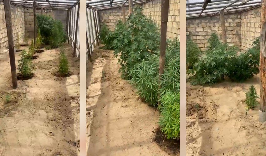 Bilgəhdə çətənə kolları yetişdirən şəxslər saxlanılıblar