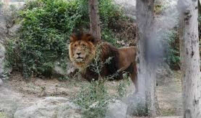 Zooparka getmək istəyənlər böyük şəxslər 7 manat ödəməli olacaq