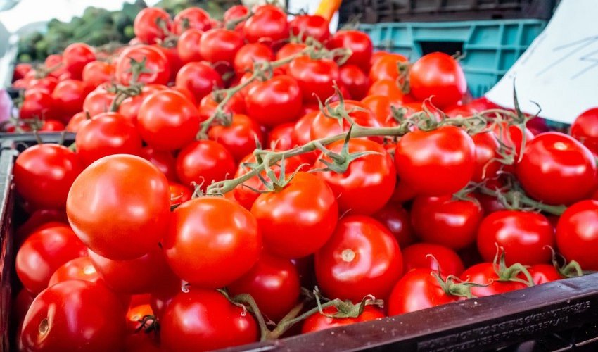 Потребление помидоров населением Азербайджана в 2023 году выросло на 3%