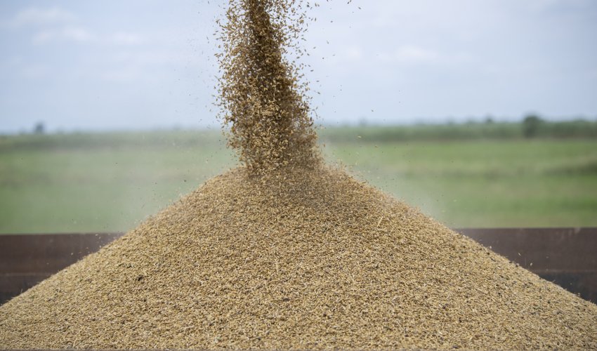 Ölkəyə idxal edilən buğdanın həcmi azalıb