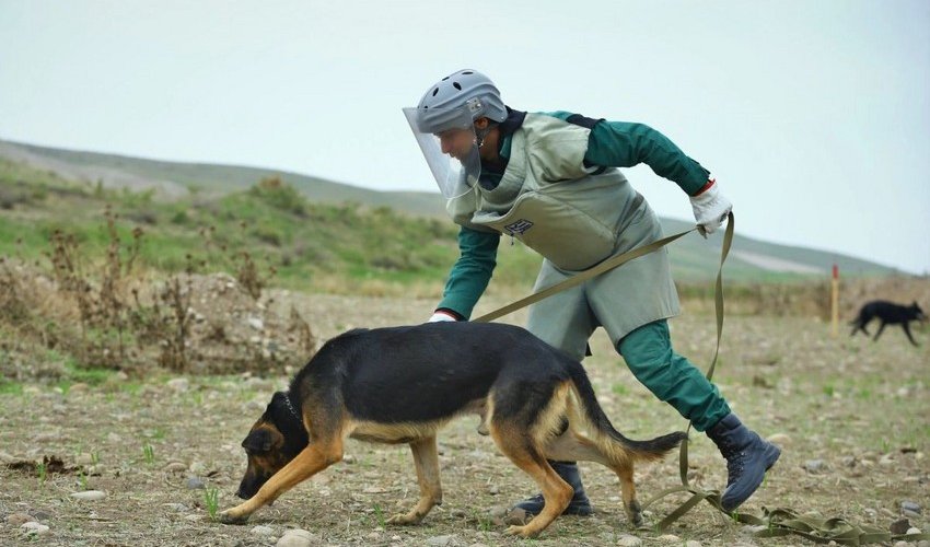 3 mine detection dogs presented to Azerbaijan National Agency for Mine Action