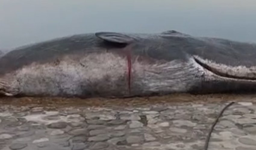 Sahildə nəhəng ölü su heyvanı tapıldı - Video Sahildə nəhəng ölü su heyvanı tapıldı - Video