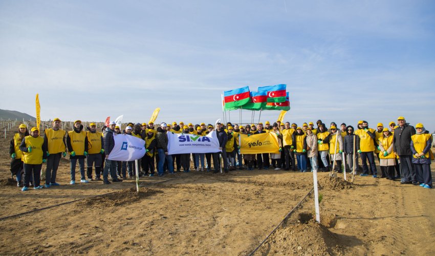 Yelo Bank dedi və etdi: hər müştəri üçün bir ağac!