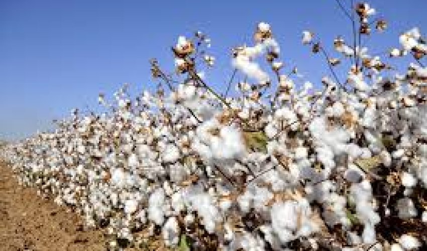 Cotton steady as higher oil, grain prices provide support