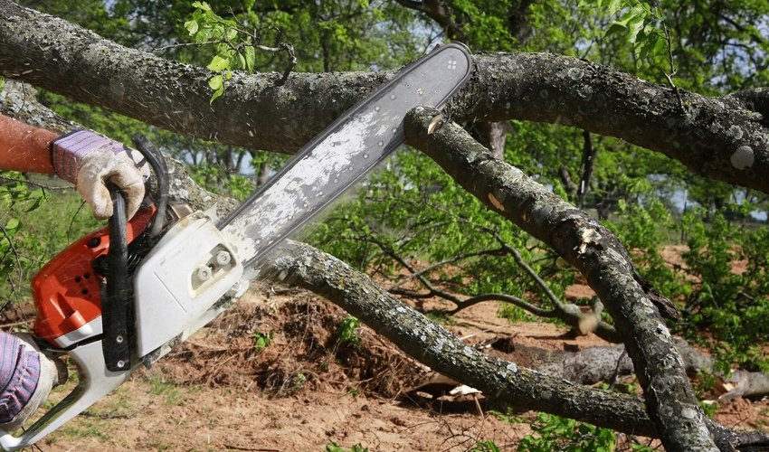 Bakıda ağaclar qanunsuz kəsilib Bakıda ağaclar qanunsuz kəsilib