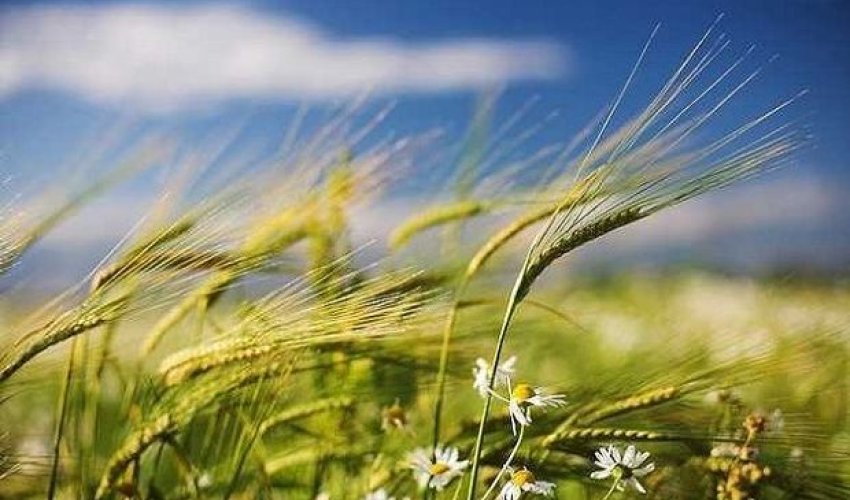 Küləkli hava ilə bağlı sarı xəbərdarlıq verilib