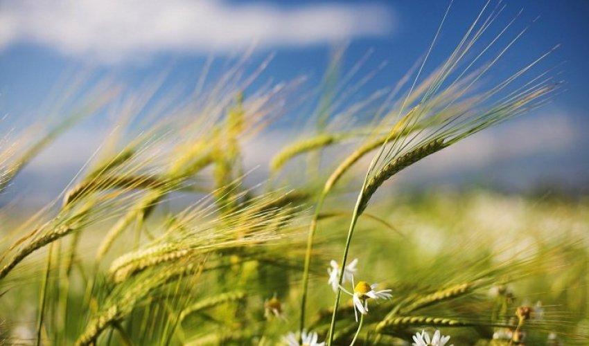 Küləkli hava şəraiti ilə bağlı sarı və narıncı xəbərdarlıq verilib Küləkli hava şəraiti ilə bağlı sarı və narıncı xəbərdarlıq verilib
