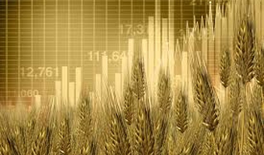 Wheat prices hit a nine-month low on improved crop outlook Wheat prices hit a nine-month low on improved crop outlook