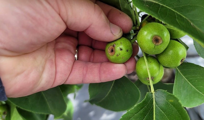 Azərbaycanda aqrar sığorta əhatəsi 40%-ə çatıb – iqlim riskləri artır Azərbaycanda aqrar sığorta əhatəsi 40%-ə çatıb – iqlim riskləri artır