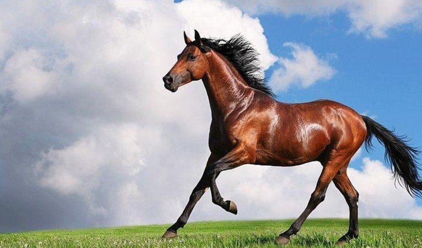 Azerbaijan spent 500,000 manats on breeding Karabakh and Dilbaz horses last year