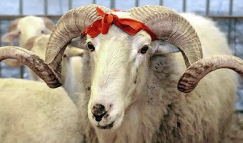 Qurbanlıq heyvanların satış və kəsim ünvanları açıqlanıb Qurbanlıq heyvanların satış və kəsim ünvanları açıqlanıb