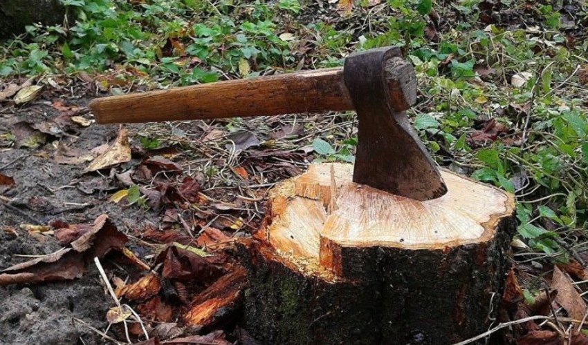 Sumqayıt və Bərdədə ağaclar qanunsuz kəsilib Sumqayıt və Bərdədə ağaclar qanunsuz kəsilib