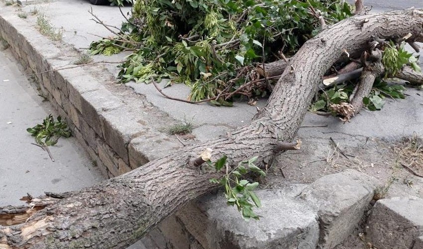 Bakıda külək ağacı qadının üzərinə aşırıb Bakıda külək ağacı qadının üzərinə aşırıb