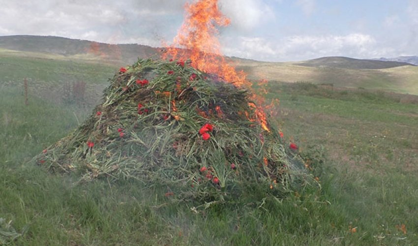 Yardımlıda 1,6 ton narkotik bitki məhv edilib Yardımlıda 1,6 ton narkotik bitki məhv edilib
