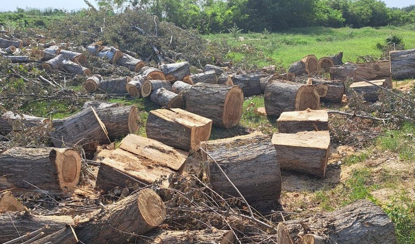 Son bir həftədə təbiətə 81 min manatdan çox ziyan vurulub Son bir həftədə təbiətə 81 min manatdan çox ziyan vurulub