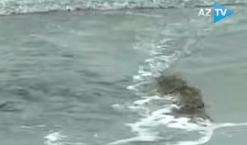 Sewage water discharged directly into Caspian Sea at Baku’s Buzovna beach Sewage water discharged directly into Caspian Sea at Baku’s Buzovna beach