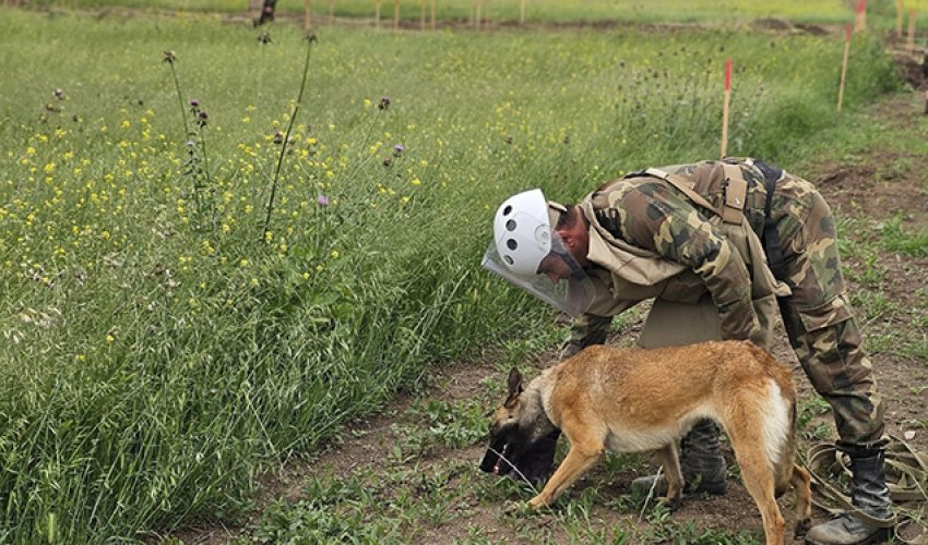 Son bir həftədə təmizlənən minalı ərazilərin həcmi açıqlanıb