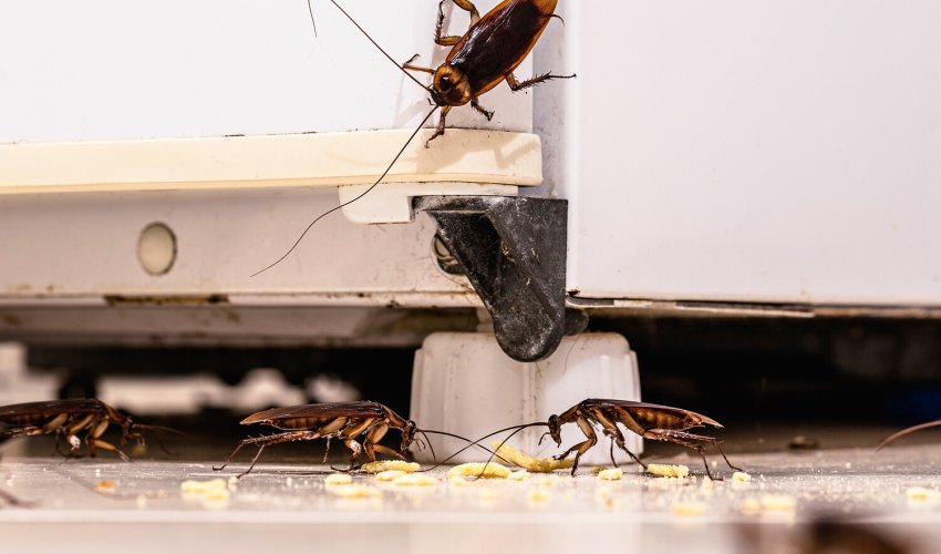 Food scraps, moisture and cracks attract cockroaches — expert Food scraps, moisture and cracks attract cockroaches — expert