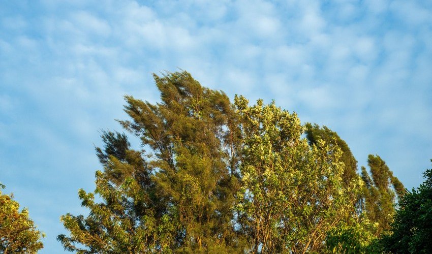 Küləkli hava ilə bağlı sarı xəbərdarlıq edilib Küləkli hava ilə bağlı sarı xəbərdarlıq edilib