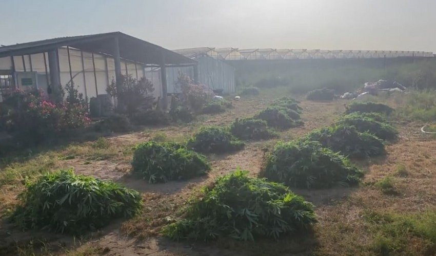Pomidor əkmək adıyla istixanada 881 kq narkotik yetişdirib