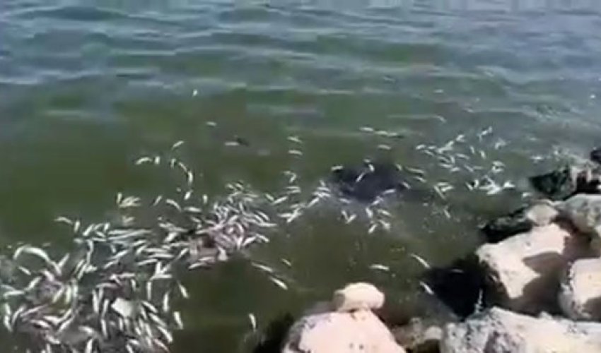 Cəlilabadda göldə balıqlar kütləvi tələf olub