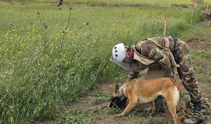 2025-ci ilin birinci yarısında 18 nəfər mina qurbanı olub