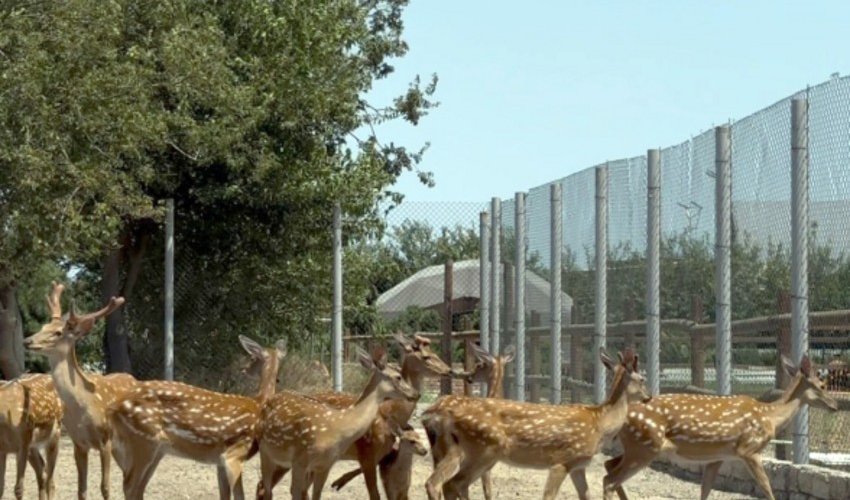 Buzovnada qanunsuz saxlanılan heyvanlar zooparka təhvil verilib