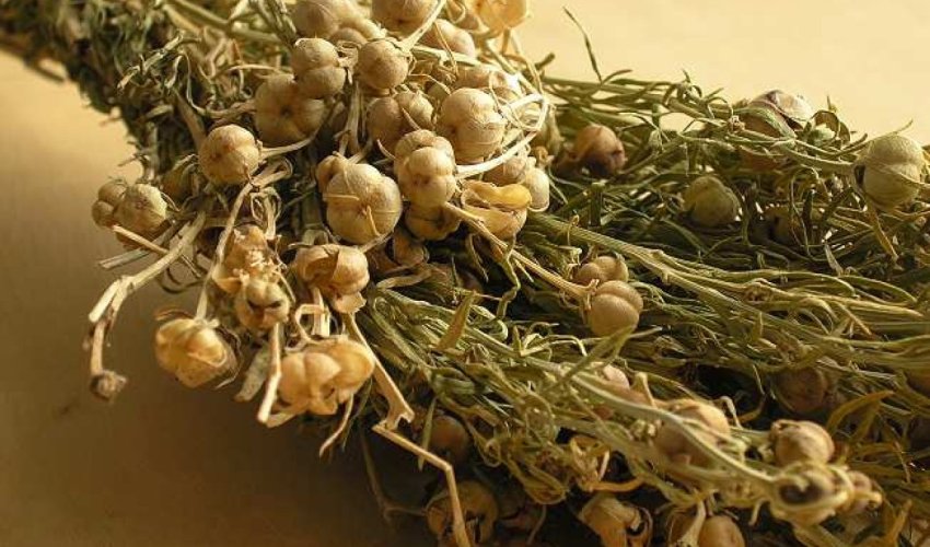 Azerbaijan's justice ministry warns against transporting harmala plant abroad Azerbaijan's justice ministry warns against transporting harmala plant abroad